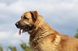 KANGAL 060